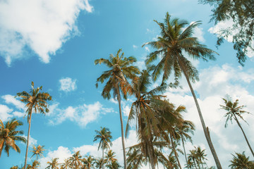 Fototapeta na wymiar Palm tree at sky in summer.
