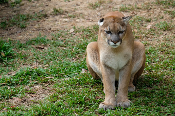 Cougar or Puma