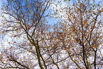 Tangled branches of trees with a few golden autumn leaves set on blue and white sky.