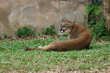 Cougar or Puma