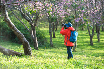 Travelers see cherry blossoms in Asian tourist attractions.