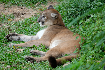 Cougar or Puma