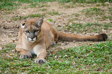 Cougar or Puma
