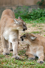 Fototapeta premium Cougar or Puma