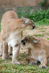 Cougar or Puma