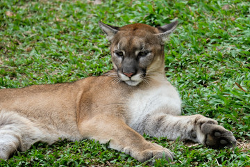 Cougar or Puma