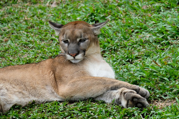 Cougar or Puma