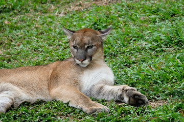 Cougar or Puma