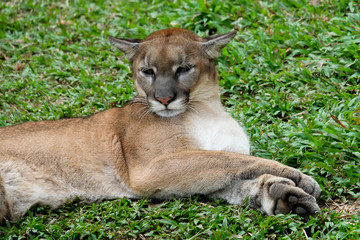 Cougar or Puma