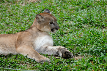Cougar or Puma