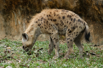 spotted hyena