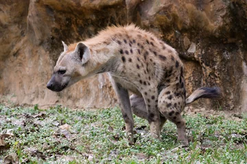 Tuinposter gevlekte hyena © J.NATAYO