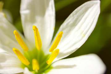 白い花　ゼフィランサス