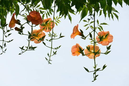 376 Best ノウゼンカズラ Images Stock Photos Vectors Adobe Stock