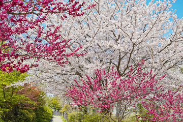 Fototapeta na wymiar 満開の桃の花と桜の花。日本の春の美しい花の風景です。赤い花は花桃で、淡いピンクの花は桜です。晴天の青空の下で撮った写真です。