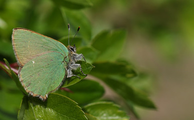 A stunning Green Hairstreak Butterfly (Callophrys rubi) perched on a Hawthorn tree leaf.	