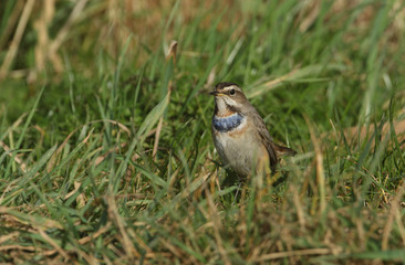 A stunning rare male Bluethroat (Luscinia svecica) searching in the grass for food.	