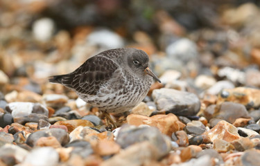 A pretty Purple Sandpiper, Calidris maritima standing on the pebbles on the beach at high tide.	