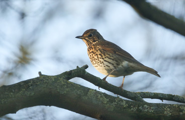 A beautiful Song Thrush (Turdus philomelos) perched on a branch in a tree.