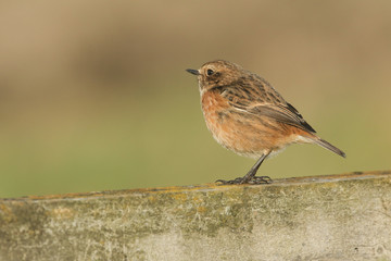 A pretty female Stonechat, Saxicola torquata, perching on a wooden fence.	