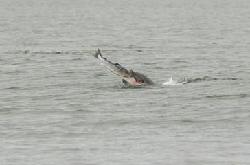 Fototapeta premium A Bottlenose Dolphin (Tursiops truncatus) eating a fish (salmon, Salmo salar), at the Moray Firth, Highlands, Scotland.