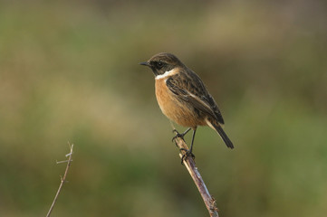 A pretty male Stonechat, Saxicola torquata, perching on the tip of a plant stem.	