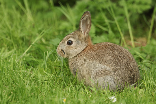 A cute baby Wild Rabbit (Orytolagus cuniculus) feeding in the grass on Orkney, Scotland.