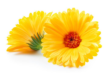 Marigold flower isolated