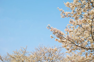 満開の桜の花。日本の春の代表的なイメージです。淡いピンクの花を付けた枝。背景に爽やかな印象を与える青い空がコピースペースになっています。
