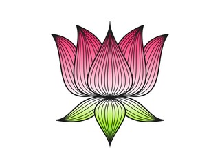 Pink lotus floral on white background