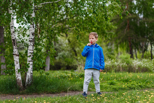 Russian six-year-old boy in a birch forest in full growth . a child licks a large Lollipop