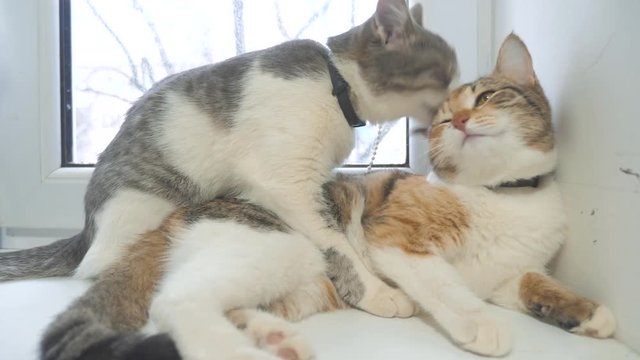 funny video cat. cats lick each other kitten. slow motion video. Cats grooming and licking each other. lifestyle pet a cute video