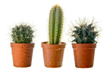 Set of three cactuses in a plastic pot, side view, isolated on white background.
