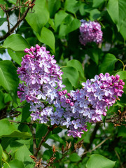 Blooming plant in spring