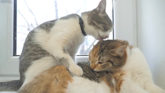funny video cat. cats lick each other kitten. slow motion video lifestyle . Cats grooming and licking each other. pet a cute video