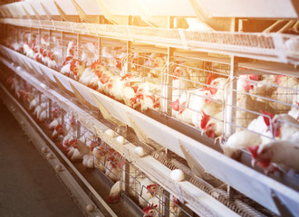 White chicken production and egg production, food industry, sun, bird house © HENADZY