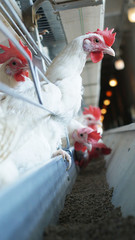White chickens that lay eggs at a poultry farm, industry, vertical