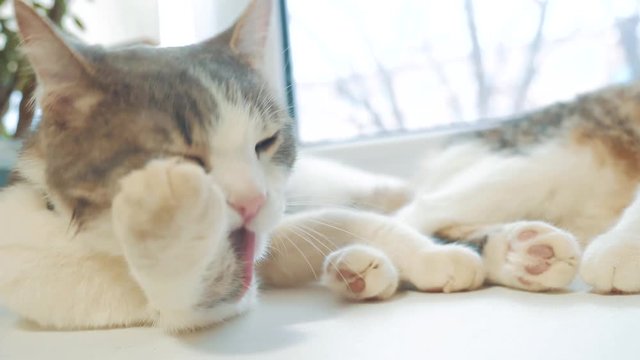 beautiful cute cat licking his paw on window sill with funny emotions on background of room. slow motion video. Cat cleaning himself. adult cat lies on the window and licks lifestyle the paws