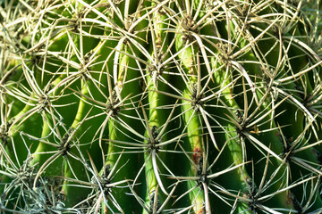Closeup image of a globe shaped cactus with long intertwining  thorns