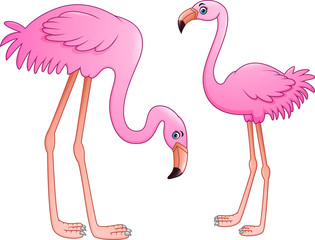 Cartoon two pink flamingo on white background