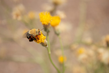 Bumble Bee Back on Bebbia Juncea Sweet Buch Macro