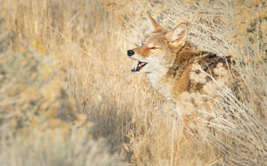 Obraz na płótnie Canvas Coyote