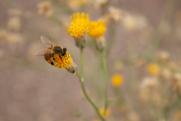 Honey Bee on Yellow Bebbia Juncea Sweet Buch