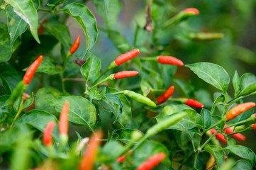 Colorful Thai Chili Pepper on tree