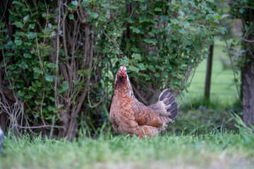 hen on grass