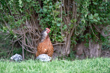 hen and chicks