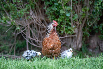 hen and chickens