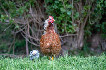 chicken in the grass
