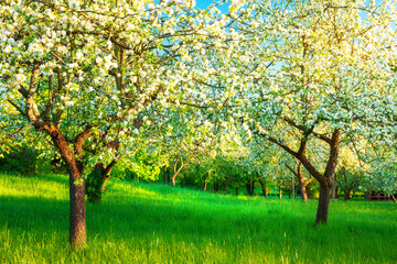 Spring Blooming Apple Orchard
