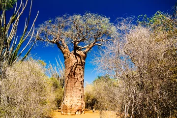 Fotobehang Baobab Landschap met Adansonia grandidieri baobabboom in Reniala, Madagascar